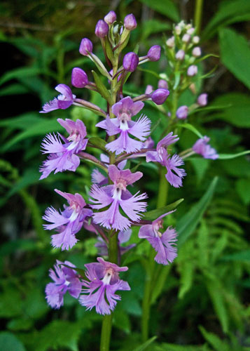purpleorchid